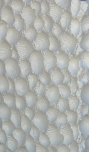 Seashell (convex) in white (gloss)